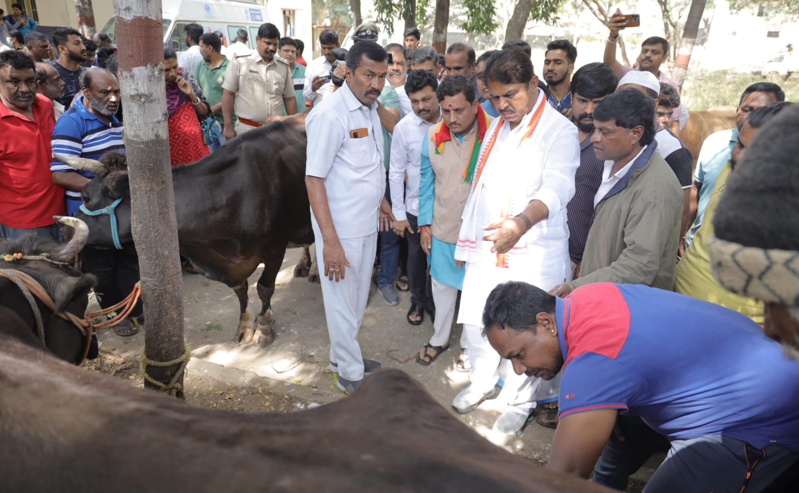 ಮೂರು ಹಸುಗಳ ಕೆಚ್ಚಲು ಕೊಯ್ದು ವಿಕೃತಿ:ಅಶೋಕ್ ಕೆಂಡಾಮಂಡಲ